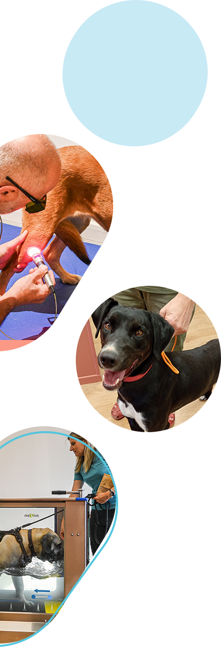 illustration de chiens et chats en physiothérapie chez VetAlpesPhysio