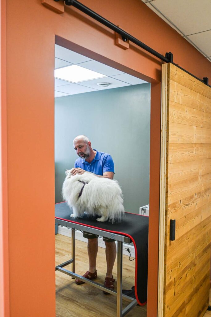 chien en séance de physiothérapie