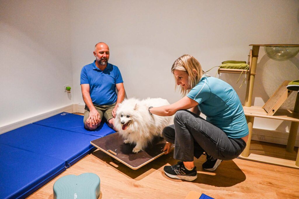 chien en séance de physiothérapie